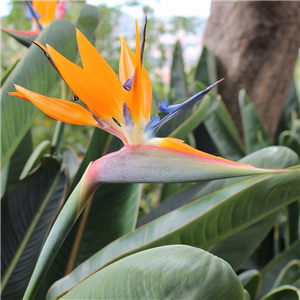 Strelitzia Reginae